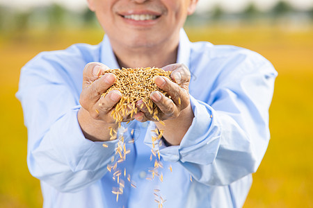 捧着稻谷的手水稻从指间掉落稻田高清图片素材