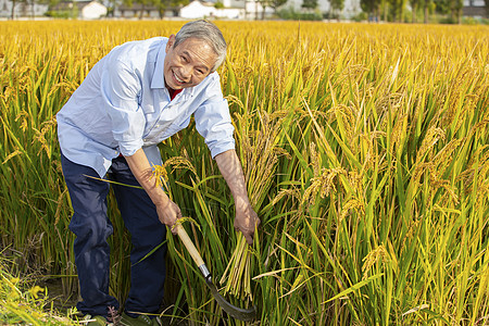 农民开心的用镰刀收获稻子丰收高清图片素材