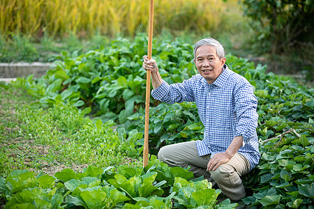 蹲在菜地边上的农民种菜高清图片