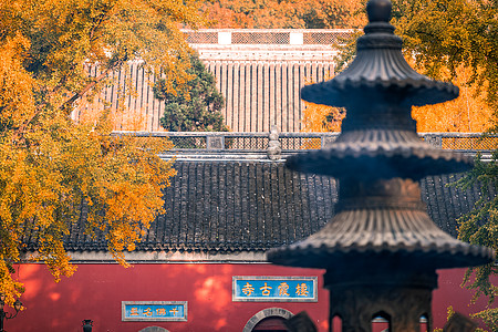 江苏南京栖霞山栖霞寺秋天的银杏背景图片