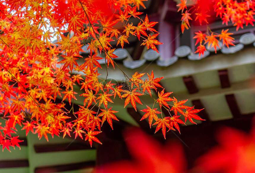 南京中山植物园红枫图片