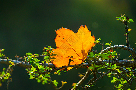 秋天的树叶树林落叶高清图片