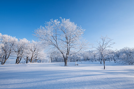 雪地树吉林亚龙湾群景区冬天雾凇树挂风景背景