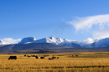 动物牛西藏自驾游沿途风光背景