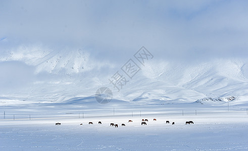 坝上雪景冬天坝上风景背景