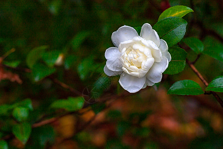 白色山茶花山茶花背景