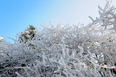 冬天冰雪树枝图片