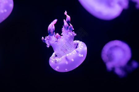 水母 海洋生物高清图片