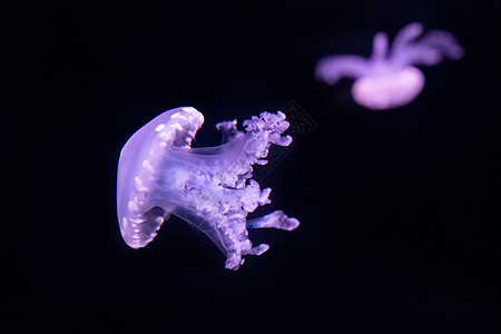 浮游生物水母水母 海洋生物背景