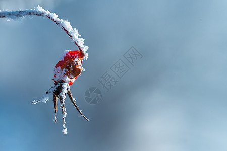 红梅雪冬天冰霜覆盖的山刺玫背景