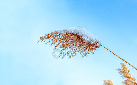 内蒙古冬季植物雪景图片