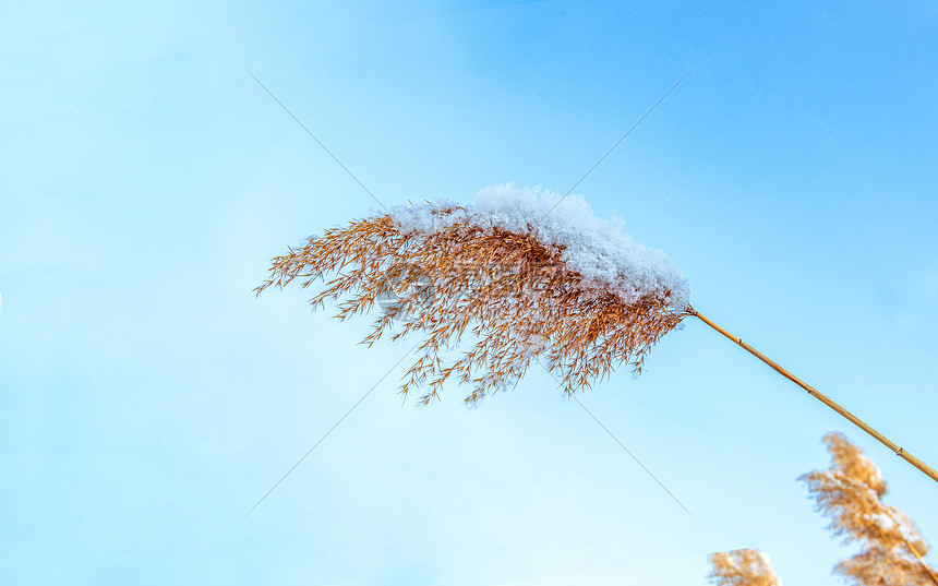 内蒙古冬季植物雪景图片