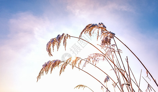 景观特写内蒙古冬季植物雪景背景