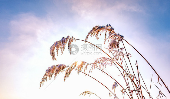 内蒙古冬季植物雪景图片