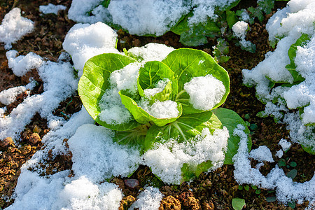 雪地里的青菜背景图片