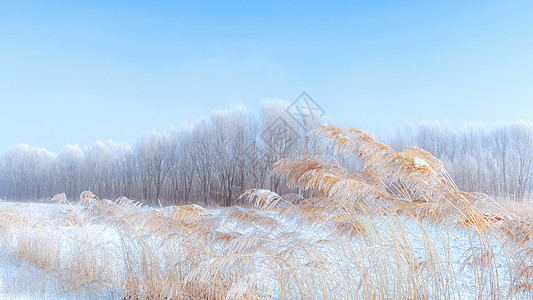 雪花pr素材内蒙古冬季树挂雪景背景