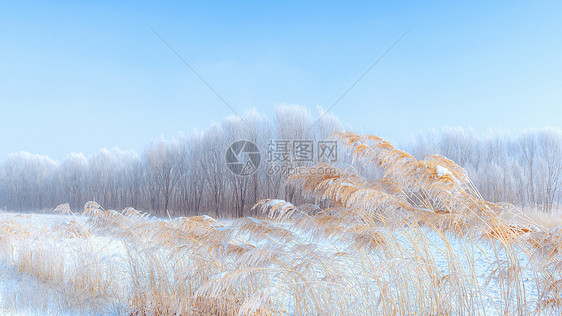 内蒙古冬季树挂雪景图片