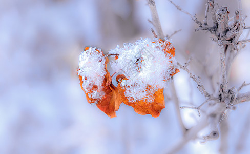 挂落内蒙古冬季树挂雪景特写背景