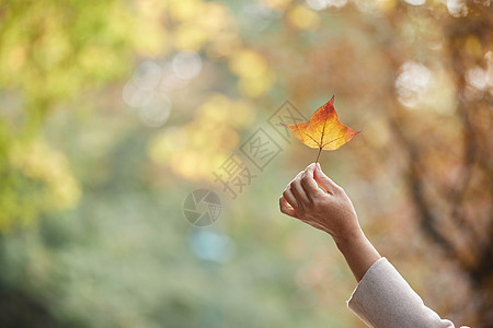 秋季老人公园里拿落叶特写秋叶高清图片素材