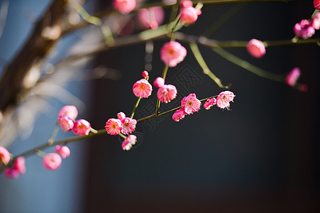 盛开的梅花新年红梅高清图片