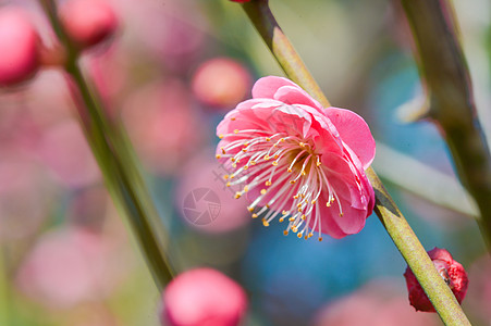 粉色花朵盛开的梅花背景