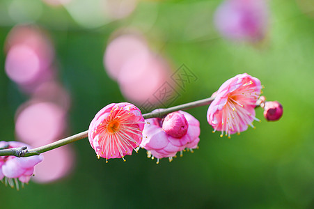 粉色剪纸风盛开的梅花背景