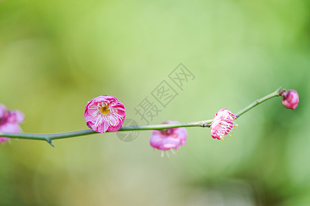 梅干盛开的梅花背景