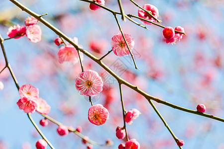 手绘花卉盛开的梅花背景