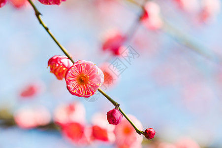 粉红色腊梅盛开的梅花背景