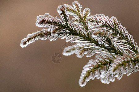 结冰的树枝雪中树林特写高清图片