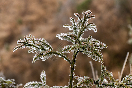 结冰的树枝冰雪特写高清图片