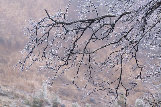 结冰的树枝图片