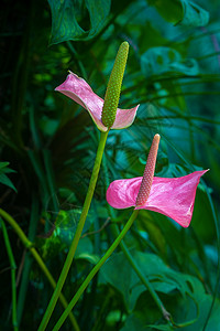 花色花花烛背景