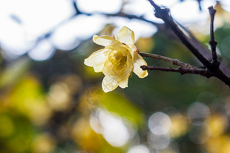 蜡梅背景图片