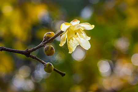 黄色腊梅花蜡梅背景