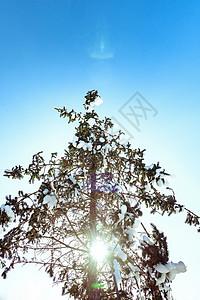 内蒙古冬季松树冰雪树挂图片