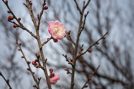 梅花冬季绽放高清图片