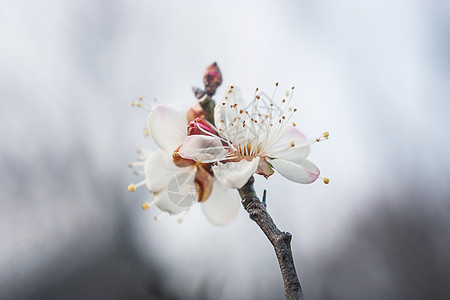 梅花春天风景白花瓣高清图片