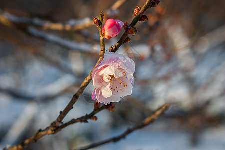 红梅雪雪中梅花背景