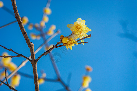 雪中蜡梅枝头梅花高清图片