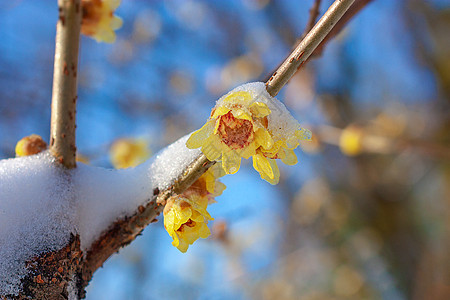 雪中腊梅一朵梅花高清图片