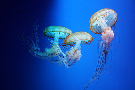 浮游生物水母水母背景