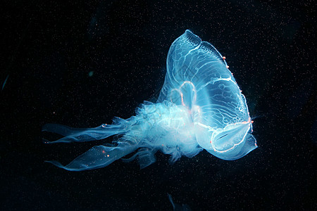 浮游生物水母水母背景