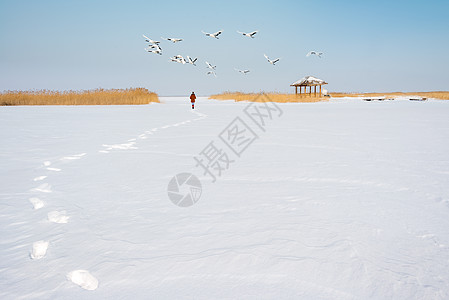 大雪脚印扎龙自然保护区丹顶鹤背景