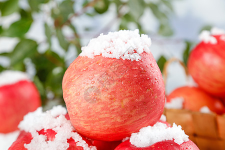 冬季采摘的红富士苹果背景图片
