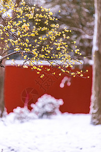 南京明孝陵雪天的腊梅与红墙图片