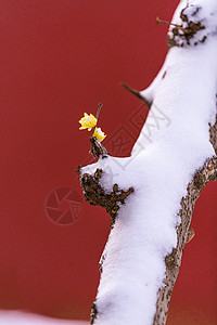 鹿与梅花南京明孝陵雪天的腊梅与红墙背景