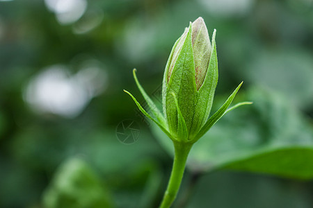 花期等待开放的花苞背景