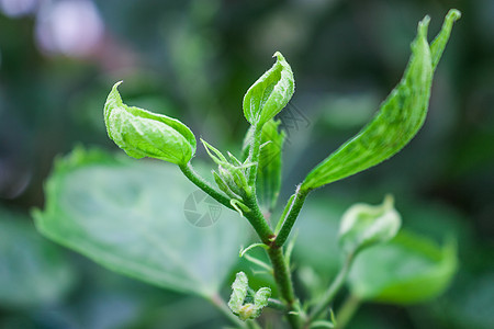 绿色的叶片雨水发芽高清图片