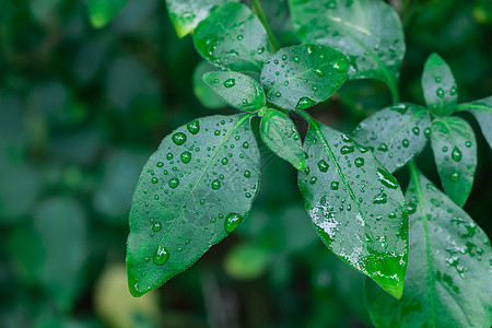 绿色的叶片雨水发芽高清图片